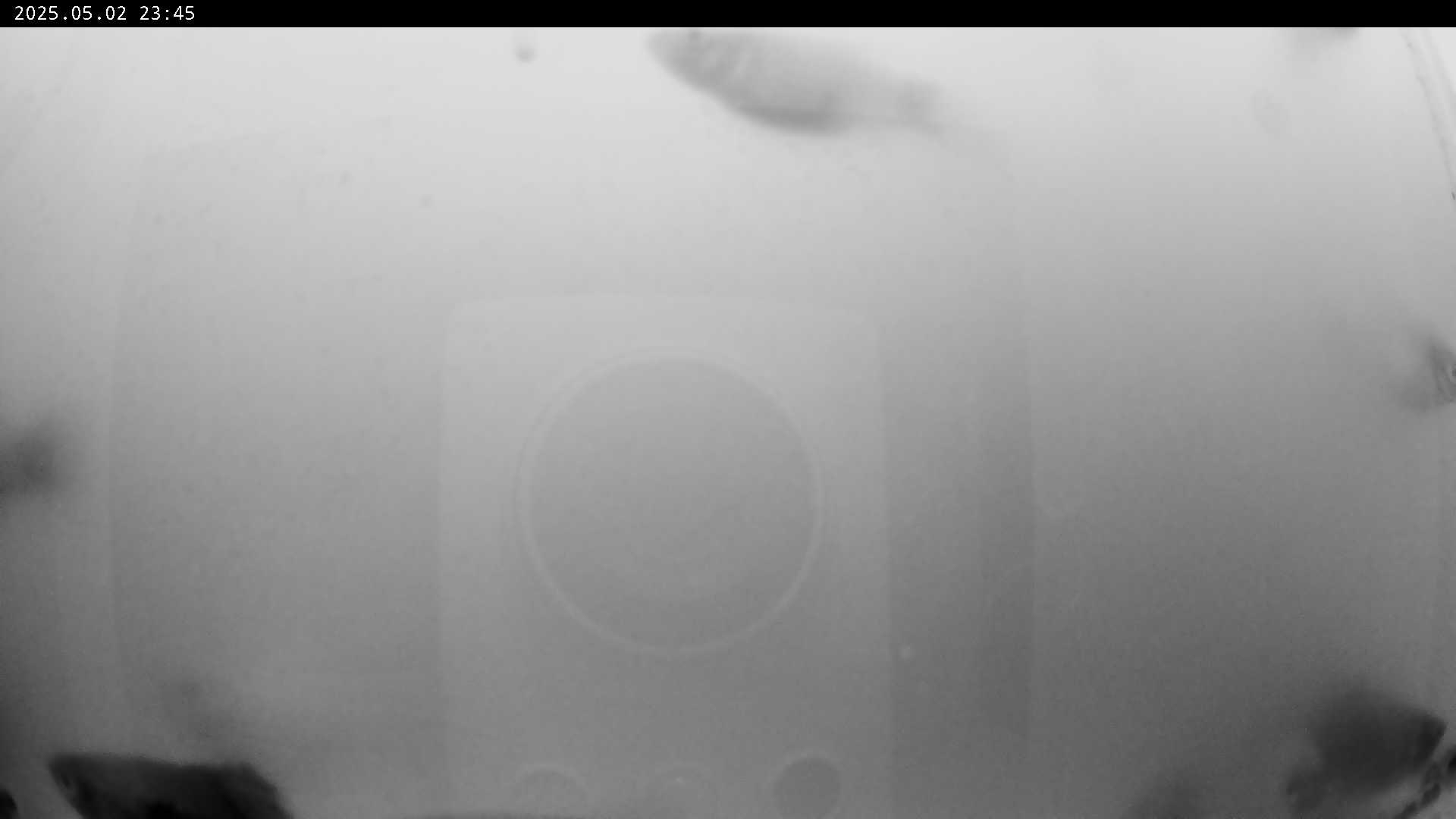 いまの水槽の様子